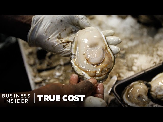 The True Cost Of Losing America's Wild Oysters | True Cost | Business Insider