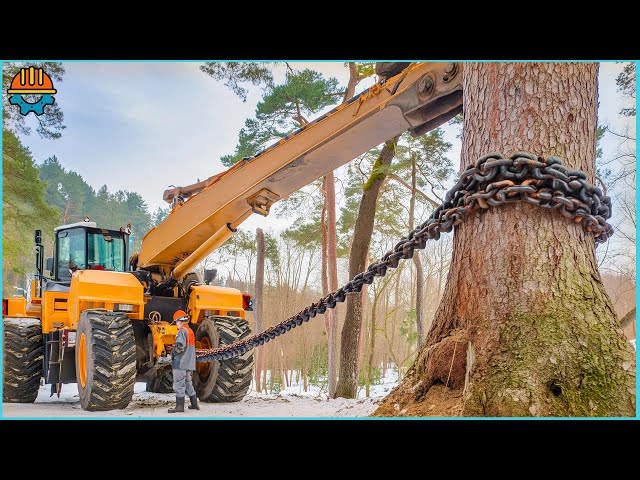 200 AMAZING Fastest Big Tree Removal Bulldozers Working At Another Level