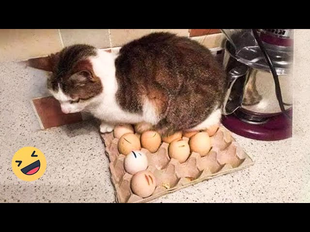 😹 You Definitely Laugh, Trust me 😱 -Best Funniest Cats Expression Video 😇 - Funny Cats Life