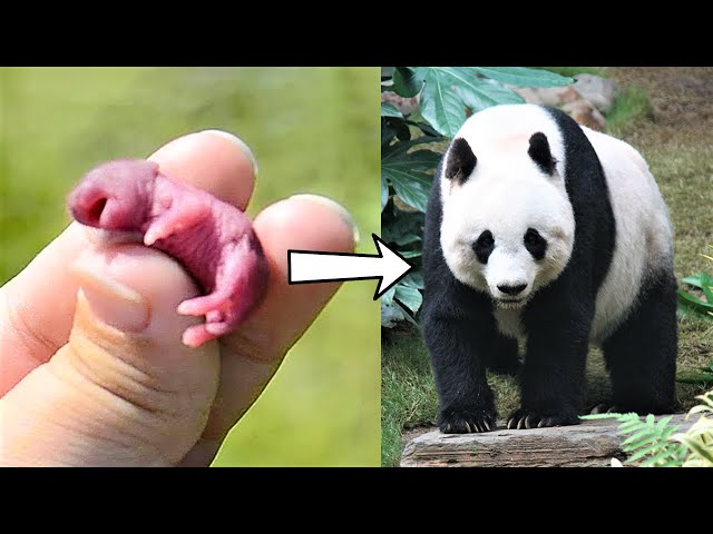 15 Baby Animals That Grow Up To Be Huge!