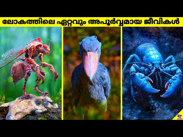 Rarest Animals On Earth That Are Only Seen Few Times | Facts Malayalam | 47 ARENA