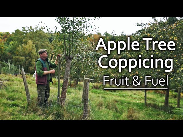 Growing Apple Trees for Fruit & Firewood | A Regenerative Orchard Experiment