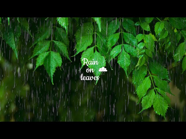 Rainy Day • Relaxing Piano Music with Soft Rain Sounds | Sleep, Study, Relax