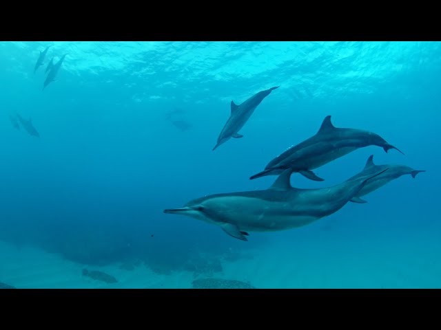 Fernando De Noronha: Listening to Dolphins