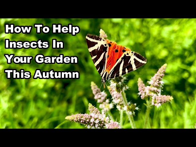 3 WAYS To HELP INSECTS In YOUR GARDEN This Autumn