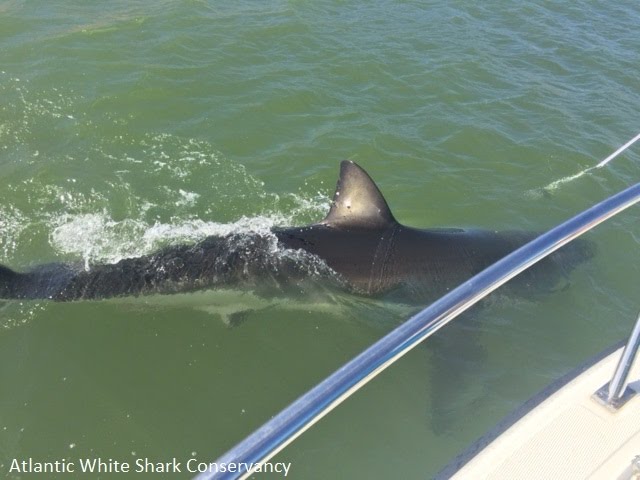 Awesome footage of a curious white shark off Cape Cod!