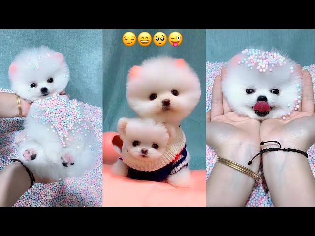  Funny and Cute Pomeranian 😍