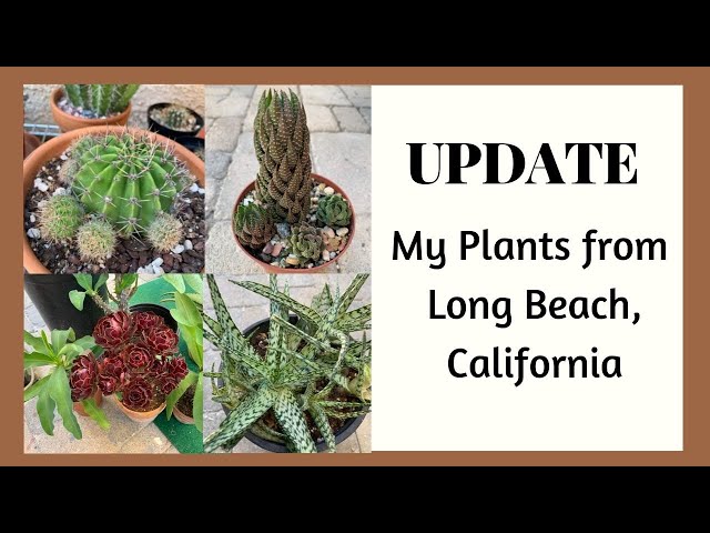 Update on My (free) Plants from Long Beach, California