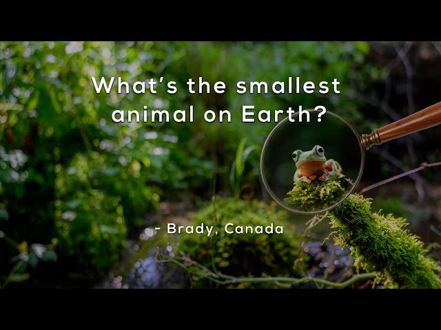 What's the smallest animal on Earth?