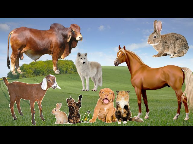 Cute Animal Sounds: Rabbit, Bull, Horse, Parrot, Dog, Cat, Wolf, Goat,... | Animal Moments