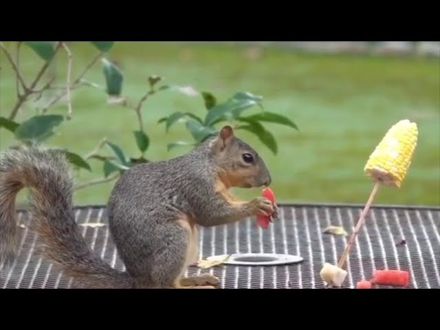 Funniest & cutest squirrel Videos Compilation | Funny Animals Try Not To Laugh Videos