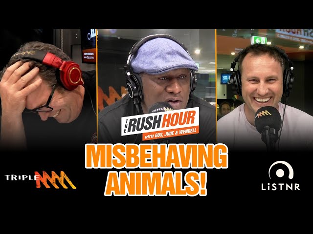 When Animals Go Wild! | The Callers Deliver! | The Rush Hour with Gus, Jude & Wendell | Triple M