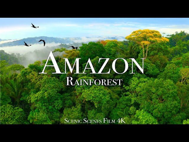 Amazon 4k - Part 3 | The World’s Largest Tropical Rainforest |Jungle Sounds | Scenic Relaxation Film