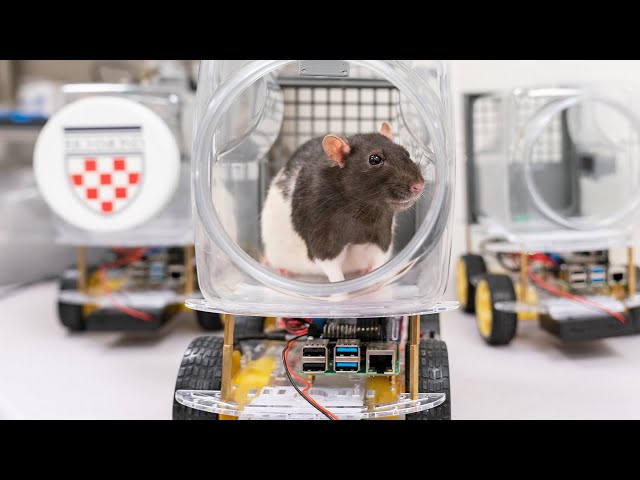 Driving On: Latest on Driving Rats Research Project