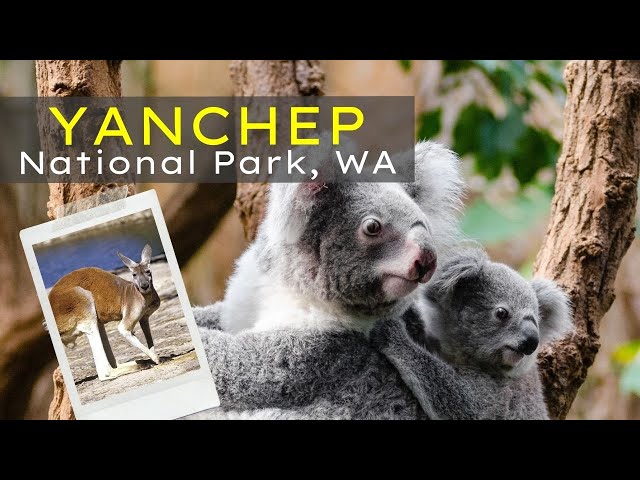 Yanchep National Park - Searching for the Cutest Koalas and Kangaroos