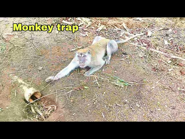 ❤ Monkey pest traps use round bamboo, used rubber tires and alternating steel