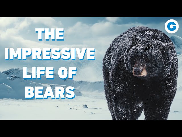 The Impressive Life of Bears | Wildlife Documentary