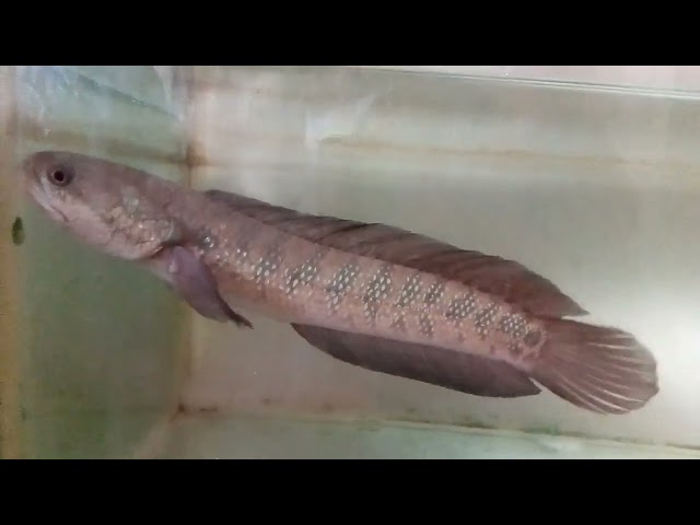 Ikan Channa Asiatica