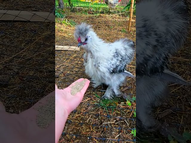 Baby Chicken Eating in Slow Motion | Silkie Chicken | #shorts