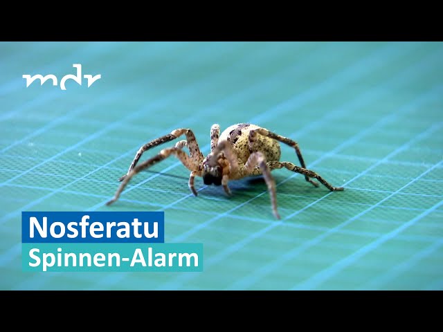Nosferatu-Spinne erobert auch Mitteldeutschland | Umschau | MDR