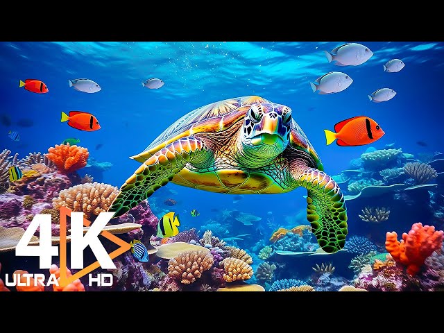 11HRS of 4K Turtle Paradise - Tropical Fish, Coral Reefs - Reduce Stress And Anxiety