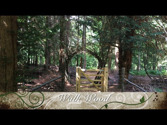 Walk Wood