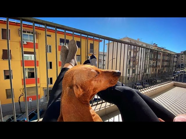 37Cute and Funny Dachshund Videos Instagram| Adorable Sausage DogsTry Not To Laugh Compilation Video