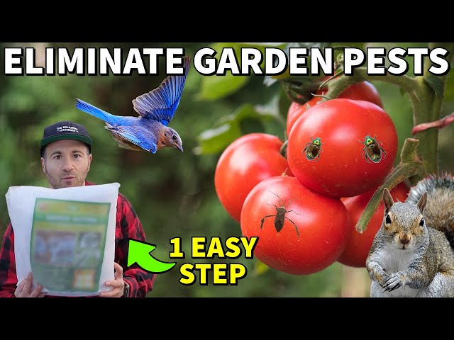 This One Easy Step Prevents 95% Of Pests In Your Garden All Year!