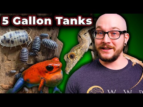 Reptiles That Can Live In X Gallon Enclosures Forever