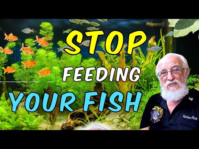No Fish Food Required in Natural Aquariums