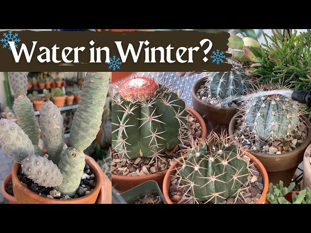 VLOG #12: Do I Water my Cacti during Winter? | Cactus Care