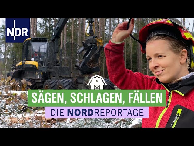 Sägen, Schlagen, Fällen - Mit großen Maschinen durch die Holzernte | Die Nordreportage | NDR