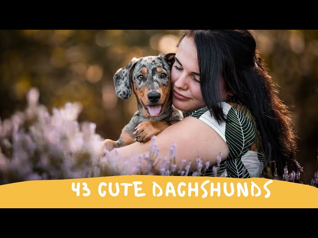 43 Cute and Funny Dachshund Videos Instagram | Adorable Sausage Dogs Try Not To Laugh Compilation