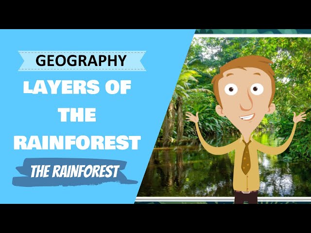 Geography - Rainforest Layer Cake (Primary School Geography Lesson)