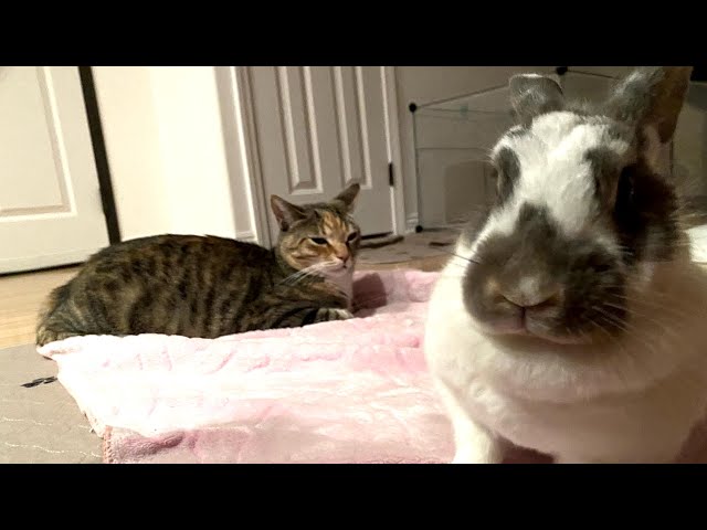 Jealous bunny has no patience for cats
