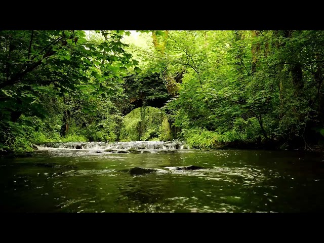 RELAXING RIVER SOUNDS WITH NIGHTINGALE BIRDSONG, NATURE SOUNDS