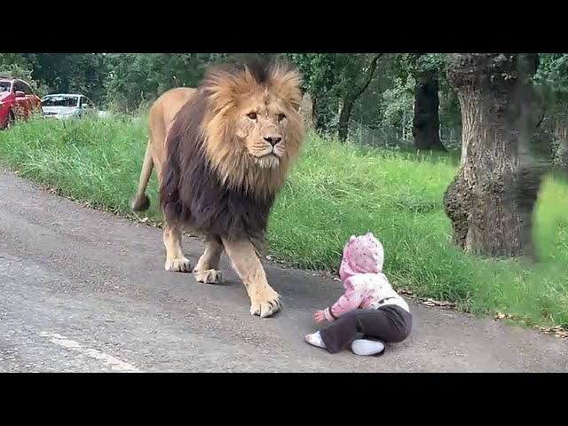 How Does a Lion Treat a Baby?