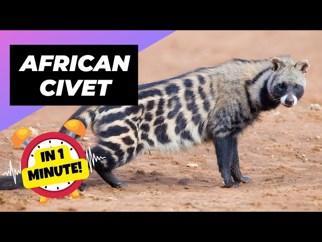 African Civet 💩 From Poop to Coffee! | 1 Minute Animals