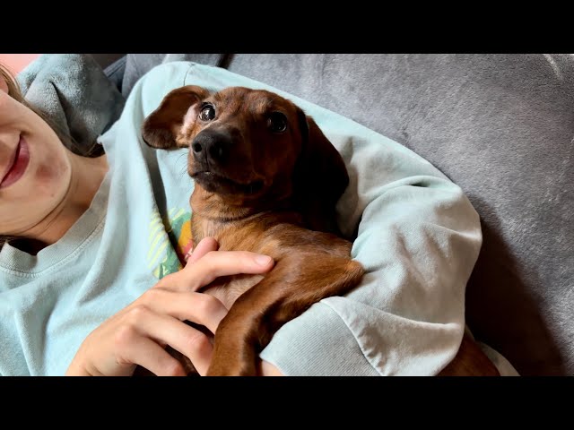 Why mini dachshunds make the best friends🥰