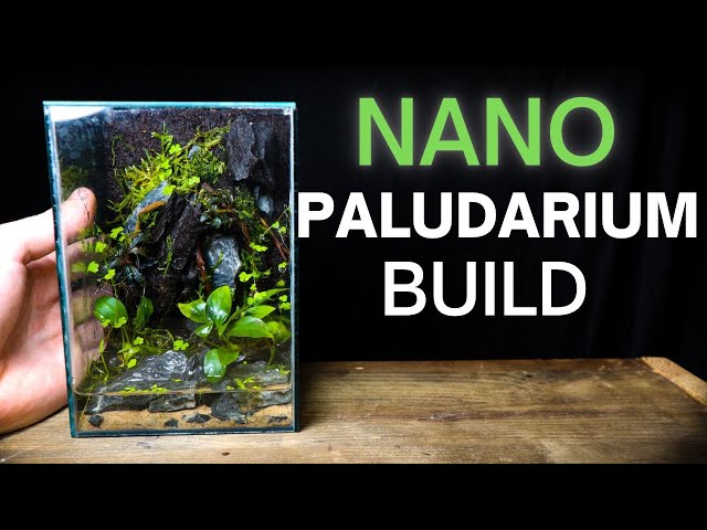 How To Make a Nano Paludarium (Step By Step Tutorial)