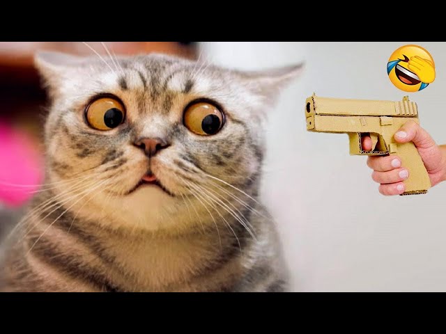 Try Not To Laugh Challenge  😂 - Funny Dogs And Cats Videos😺🐶Part 22