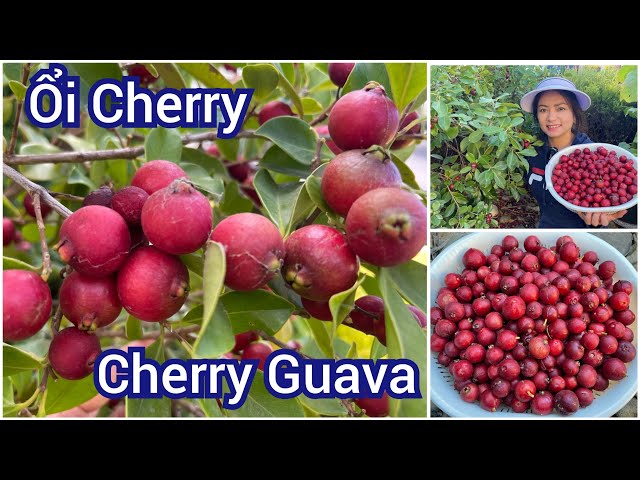 Hái ổi cherry chín mọng trước sân nhà ở Úc|Harvesting cherry guavas from my garden in Australia