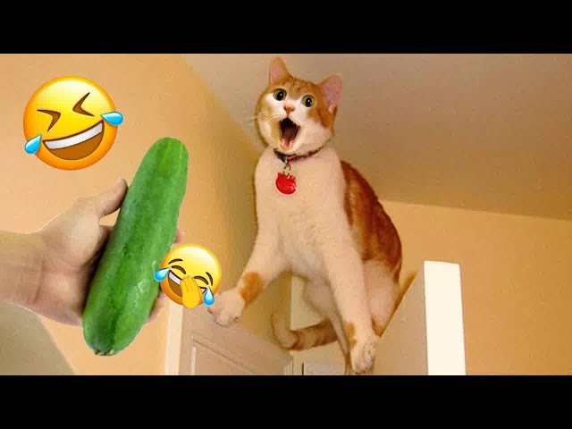 Try Not to Laugh 2024😁 New Funny Dog and Cat Video 😹🐶 Part 22