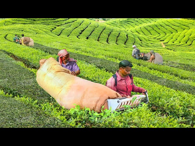 A Day in Life of Tea Harvesters Collecting Tons of Fresh Leaves
