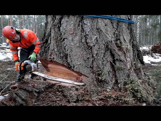 Extreme Dangerous Idiot Cutting Down Giant Tree Skill Chainsaw Machine, Fastest Felling Tree Working