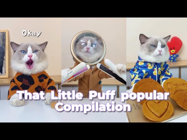 That Little Puff Compilation | the most popular collection1 #thatlittlepuff #catsofyoutube