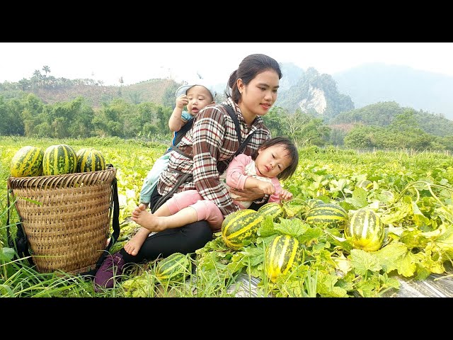 Warm when mother and child are together | Harvesting the strange Melon take it to the market to sell
