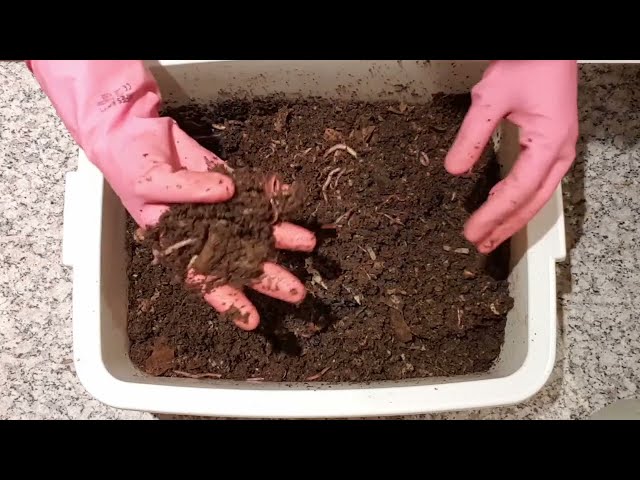 123-day old ENC bin with 100 adult worms