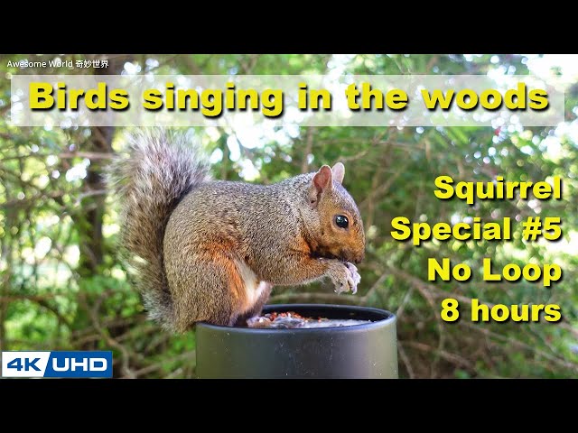 ASMR 8 HOURS of Birds Singing in the Woods, No loop, 4K Squirrel-5, Digital Stress Relief Therapy