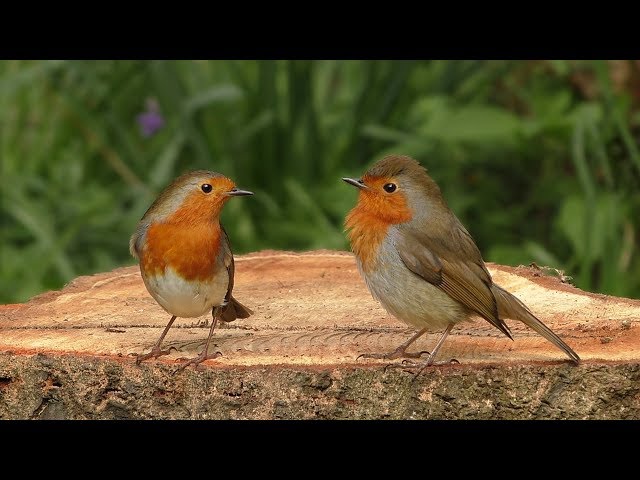BEST Videos for Cats to Watch Birds : The Woodland Bird Table - 8 HOURS